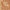 Mitjons De Lycra Amb Flors_DLG010_color_5179