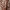 Dlhé pareo so zvieracím vzorom_0BDG155_color_028E