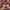 Dlhé pareo so zvieracím vzorom_0BDG155_color_033E